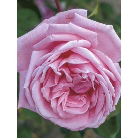 Rosier grimpant 'Coral Dawn' Pot de 4L/5L (1/4)