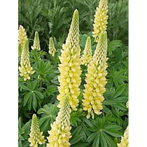 Lupin 'Gallery Yellow' Godet de 8/9 cm