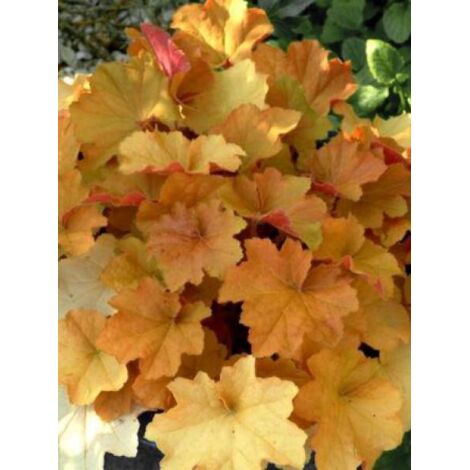 Heuchère 'Caramel'® Pot de 2L/3L (1/2)