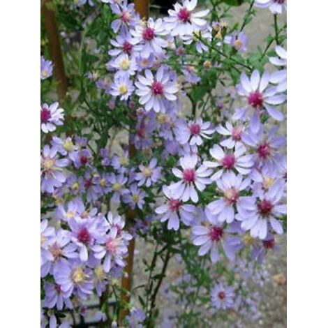 Aster à feuilles en coeur 'Ideal' Godet de 8/9 cm (1/3)