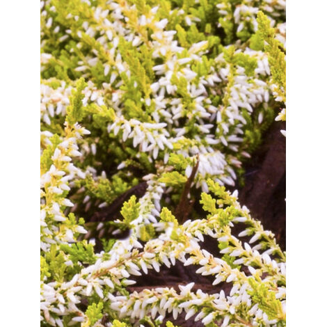Bruyère commune, Brande 'Anouk' Pot de 12 cm / 13 cm (1/2)