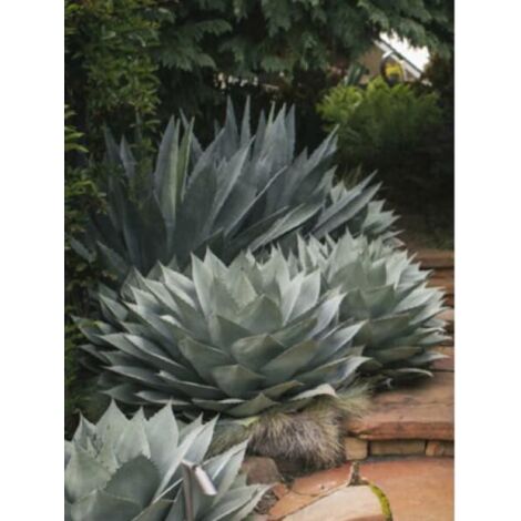Agave ovatifolia Pot de 3L/4L