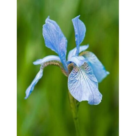 Iris de Sibérie 'Perry's Blue' Godet de 8/9 cm