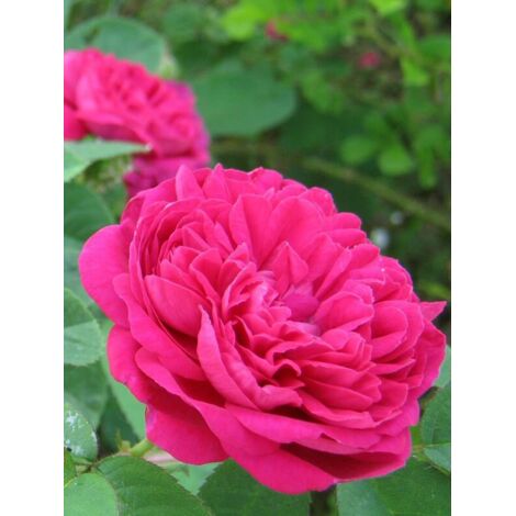 Rosier ancien de Damas 'Rose de Rescht' Pot de 4L/5L (1/3)