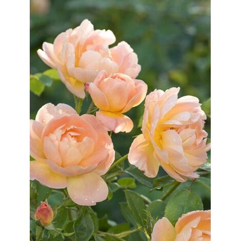 Rosier anglais 'The Lark Ascending' Pot de 4L/5L (1/5)