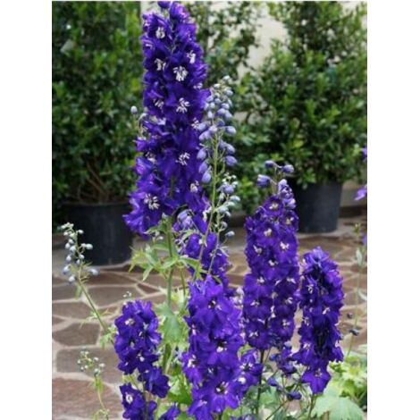 Pied d'Alouette vivace 'King Arthur' Godet de 7/8 cm (1/3)
