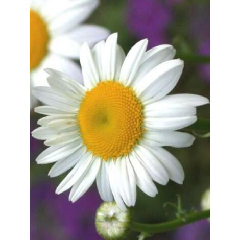 Marguerite 'Polaris' Godet de 8/9 cm (1/2)