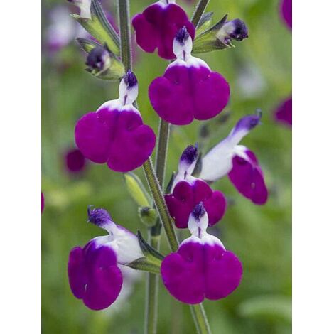 Sauge 'Amethyst Lips' Pot de 2L/3L