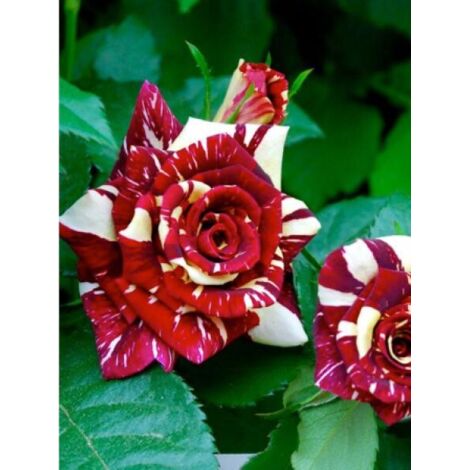 Rosier thé moderne 'Abracadabra' 90 cm – Exposition soleil – Fleurs multicolores parfumées – Pot de 3L/4L