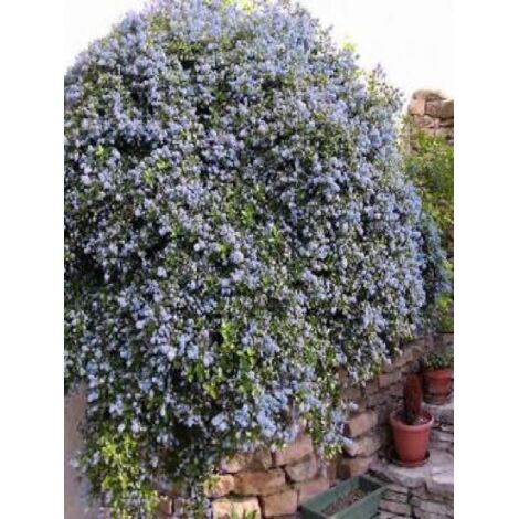 Céanothe, Lilas de Californie tapissant Pot de 7,5L/10L (1/5)