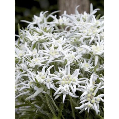 Edelweiss des Alpes 'Blossom of Snow' Pot de 2L/3L