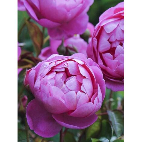 Rosier ancien alba 'Royal Jubilee' Pot de 4L/5L (1/4)