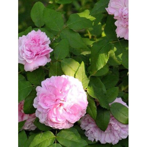 Rosier ancien Portland 'Jacques Cartier' Pot de 4L/5L