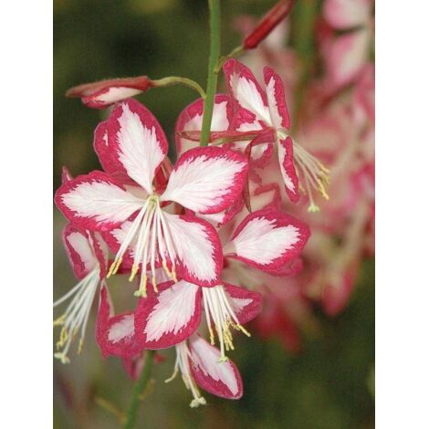 Gaura lindheimeri 'Rosy Jane' Godet de 8/9 cm