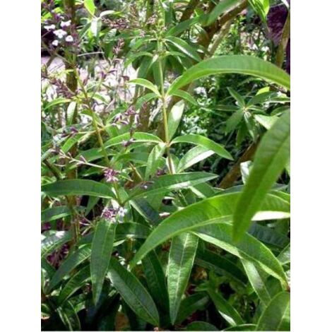 Citronnelle verveine Godet de 7/8 cm (1/5)