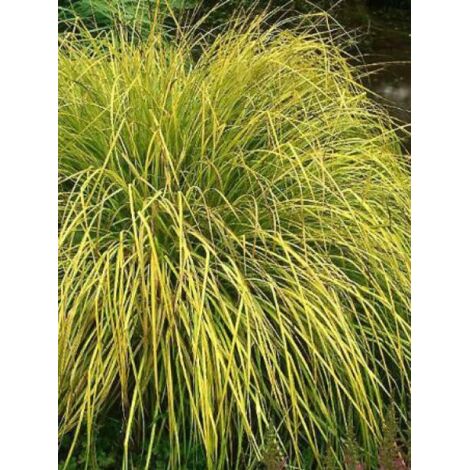 Laïche élevée 'Aurea' Godet de 8/9 cm (1/2)