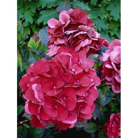 Hortensia 'Merveille Sanguine' Pot de 2L/3L (1/2)