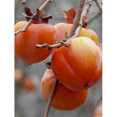 Plaqueminier, Kaki 'Rouge Brillant - Persimon' Pot de 4L/5L, Demi-Tige (1/5)