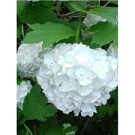 Viorne obier, Boule de neige 'Roseum' Pot de 7,5L/10L