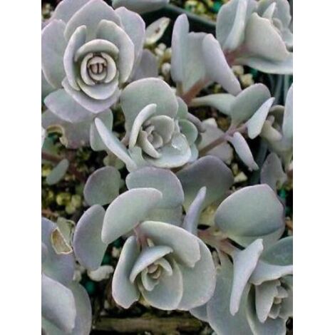 Orpin cauticola 'Lidakense' Godet de 8/9 cm
