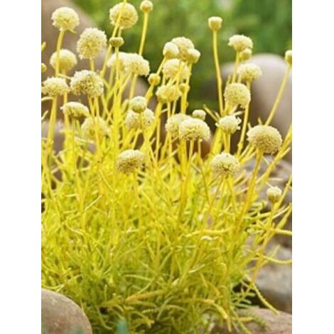 Santoline 'Lemon Fizz' Godet de 8/9 cm (1/2)