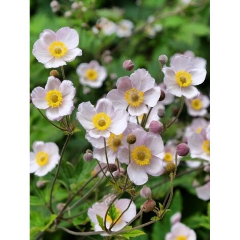 Anémone du Japon 'September Charm' Godet de 8/9 cm