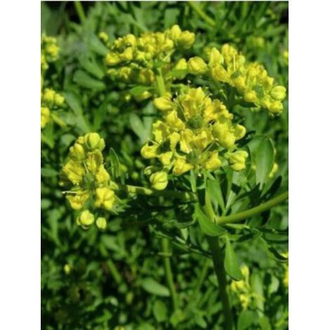 Rue officinale Godet de 7/8 cm