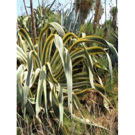 Agave à feuilles panachées Pot de 2L/3L