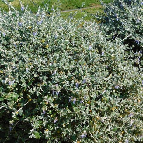 Germandrée arbustive - Teucrium fruticans Pot de 2L/3L (1/2)
