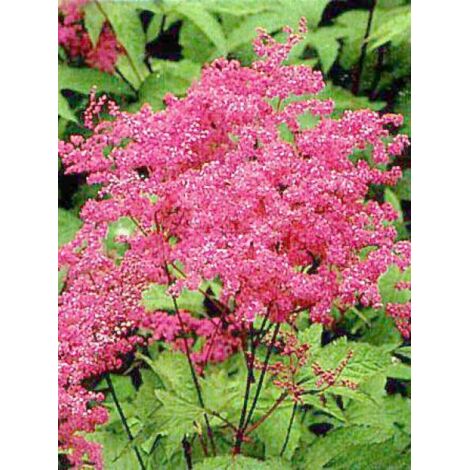 Reine des près, Filipendule rouge 'Venusta' Godet de 8/9 cm