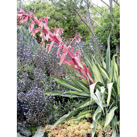 Lis du Mexique 'Flamingo Glow Reality' Pot de 3L/4L (1/2)