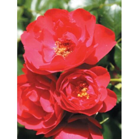 Rosier DECOROSIERS® 'Kadora'® Pot de 2L/3L (1/3)