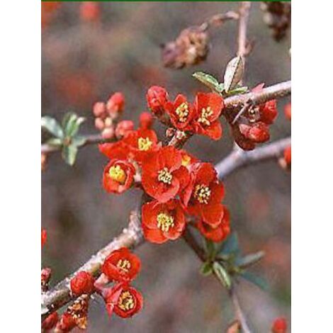 Cognassier du Japon 'Hollandia' Pot de 2L/3L (1/2)