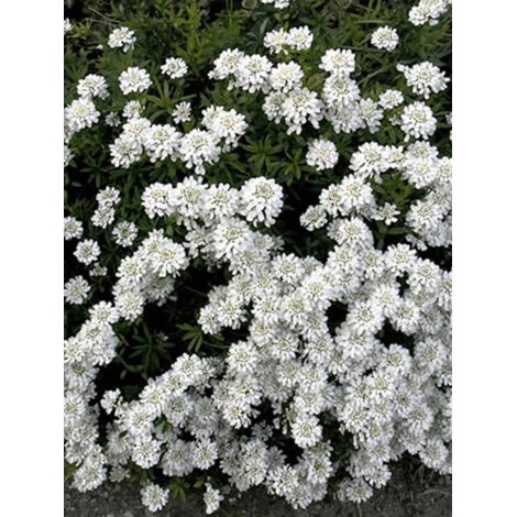 Corbeille d'argent, Thlaspi 'Snowflake' Godet de 8/9 cm