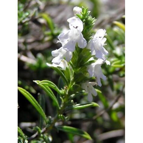Sarriette des montagnes Godet de 7/8 cm (1/3)