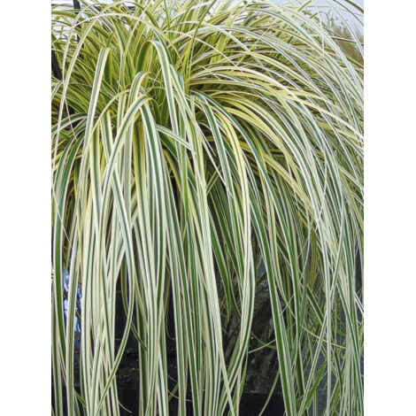 Laîche d'Oshima 'Feather Falls' Godet de 8/9 cm (1/2)