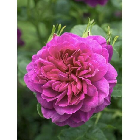 Rosier 'Princess Anne' Pot de 3L/4L