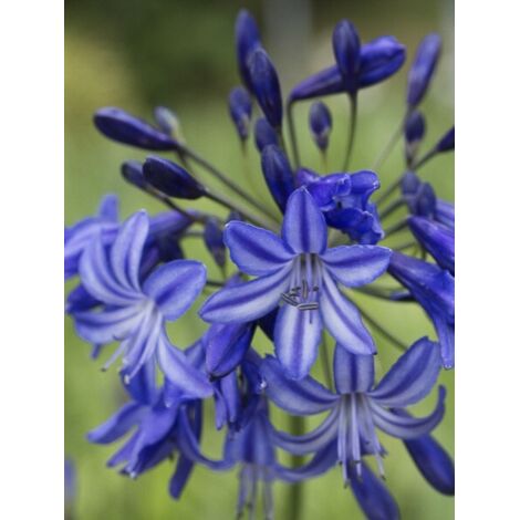 Agapanthe 'Northern Star' Pot de 2L/3L