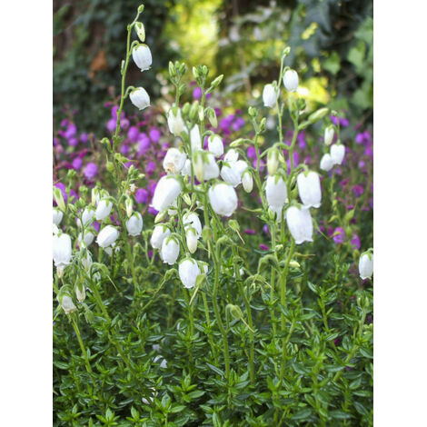 Bruyère d'Irlande, Bruyère de Saint-Daboec 'Creeping White' Pot de 12 cm / 13 cm (1/2)