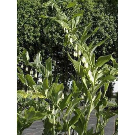Sceau de Salomon 'Weihenstephan' Godet de 8/9 cm (1/2)