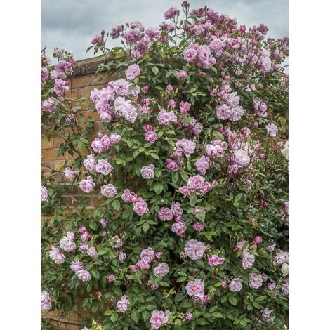 Rosier 'Mortimer Sackler' Pot de 4L/5L (1/3)