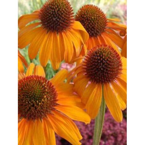 Rudbeckia pourpre 'Tiki Torch'® Godet de 8/9 cm (1/2)