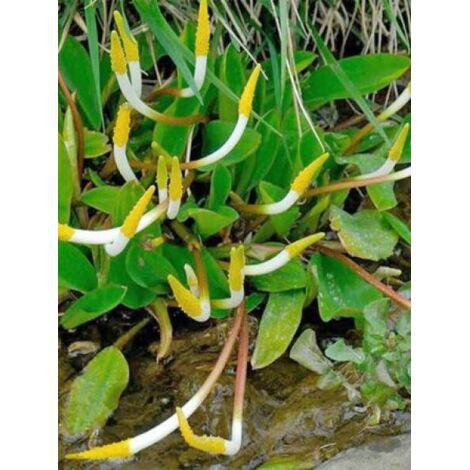 Plante à bougies Godet de 8/9 cm