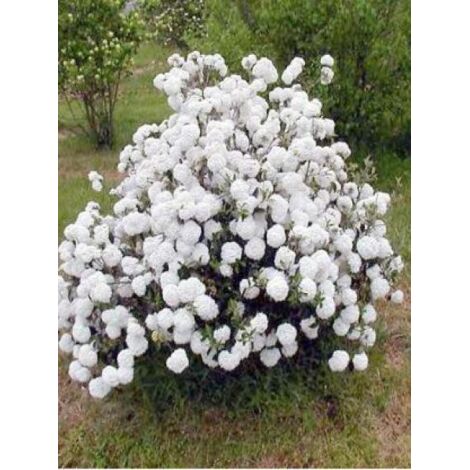 Viorne 'Eskimo' Pot de 4L/5L (1/4)
