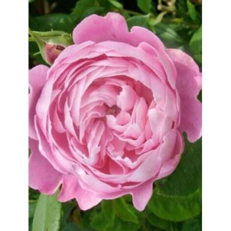 Rosier ancien Bourbon 'La Reine Victoria' Pot de 4L/5L