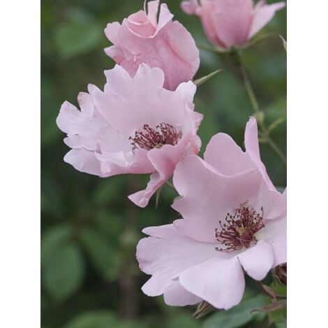 Rosier 'Dainty Bess' Pot de 4L/5L (1/4)