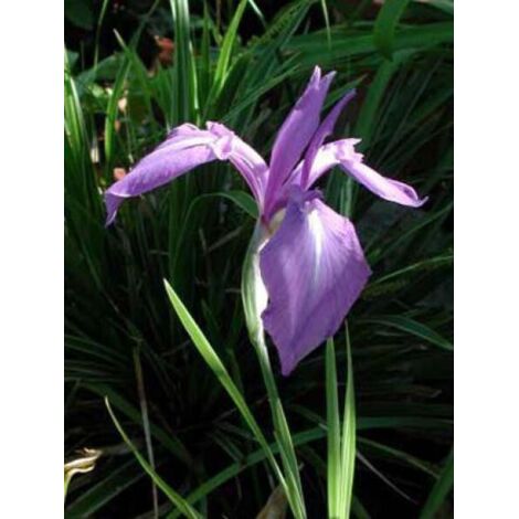 Iris des rives Godet de 8/9 cm (1/2)
