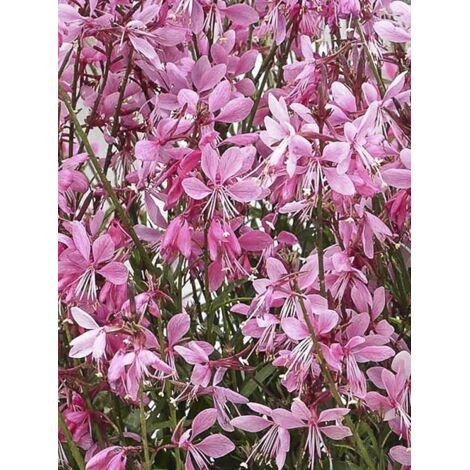 Gaura nain 'Baby Butterfly Dark Pink' Godet de 8/9 cm