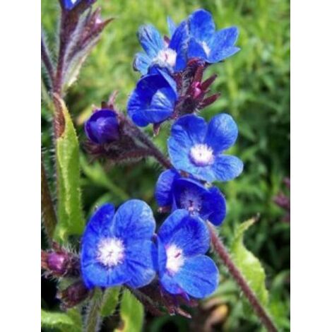Buglosse d'Italie 'Loddon Royalist' Godet de 8/9 cm (1/3)