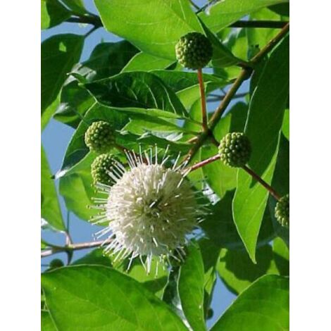 Bois-bouton Pot de 3L/4L (1/5)
